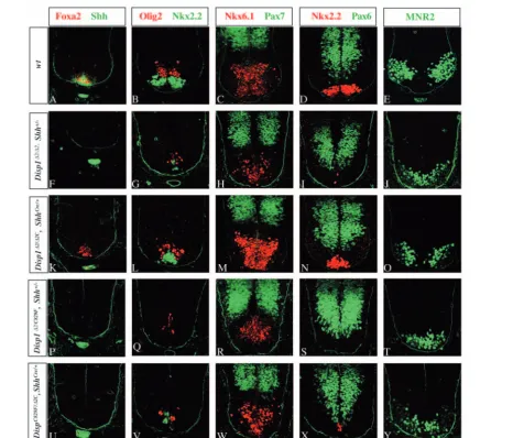 Fig. 3. Attenuation of Disp1 activity in the Shh-producing notochord leads to a similar disruption of ventral neural tube patterning, as observedDisp1(G); Nkx6.1Shhin Disp1 hypomorphic mutants