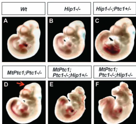 Fig. 1. External features of E10.5 embryos with reduced feedbackLDA to Hh signaling. Genotypes are indicated in each panel.
