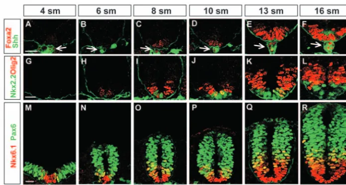 Fig. 5. Shh-dependent patterning in the wild type neural tube around E8.5. (A-R)Immunoﬂuorescence of neural tube sections to assess neural progenitor speciﬁcation