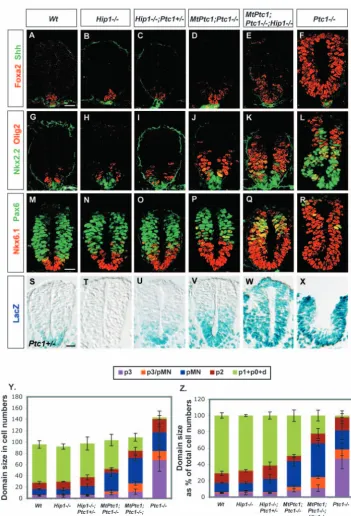 Fig. 6. Neural progenitor domain patterning of feedback LDA mutants at E8.5. (A-R)Immunoﬂuorescence of neural tube sections from eight-to nine-somite stage embryos