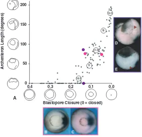 Fig. 13. Dissociability of archenteron elongation and blastopore closure.(A) Plot of blastopore closure versus archenteron elongation for 97 normalembryos of various gastrula stages