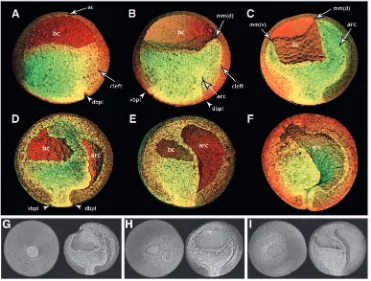 Fig. 1. Three-dimensional views ofnormal frog development. Normalembryos from gastrulation stagesare presented in mid-sagittal view.Internal events of gastrulation areclearly visible, including blastoporegroove formation (A), archenteronformation (B), arch