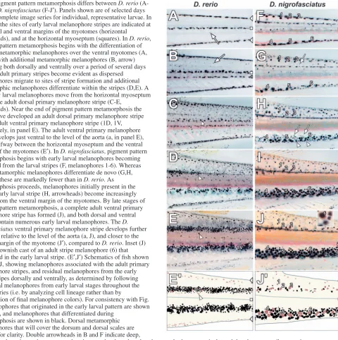 Fig. 3. Pigment pattern metamorphosis differs between D. rerio (A-E′) and  (F-J′). Panels shown are of selected days