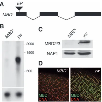 Fig. 2. Phenotype of embryos. Embryos were collected, stained with an antibody againstDNA and screened for abnormal mitotic ﬁgures