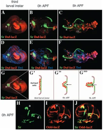 Fig. 3. Appendicular duf-lacZ-expressingcells are associated with tendon precursors.(A-C) duf-lacZ-expressing cells visualised inleg discs dissected from duf-lacZ; Stripe-Gal4/UAS-GFP (A) larvae, (B) prepupae and(C) pupae