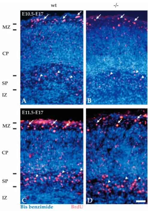 Fig. 1. Development of the preplate in α3 integrin-deﬁcient mice.Neurons that are destined to the preplate of cerebral cortex werelabeled at birth (E10.5 or E11.5) with BrdU, and their location wasanalyzed at E17, following the splitting of the preplate in
