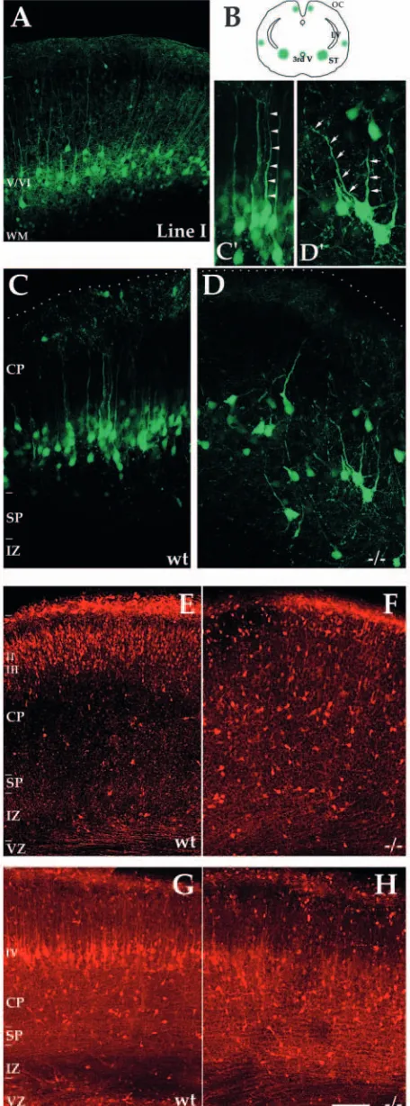 Fig. 2. Disrupted cortical neuronal placement in deﬁcient mice. GFP line-I (Feng et al., 2000), known to express GFP in layer VIneurons (A)