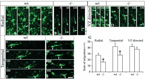 Fig. 4. Altered dynamics of leading and trailing edges ofmigrating neurons in α3 integrin-deﬁcient cortex