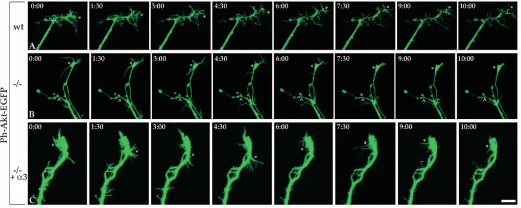 Fig. 5. Deﬁcient actin dynamics in α3 integrin mutant cortical cells. E14 cortical cells were electroporated with EGFP-actin and time-lapseimages of the actin cytoskeleton at the leading edges was recorded after 48 hours