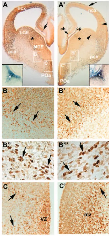Fig. 1. COUP-TFs are expressed in migrating cells. Adjacentexpression in the marginal zone of the ncx, and the arrowheadsshow expression at the cortico-striatal boundary and in theintermediate zone of the ncx