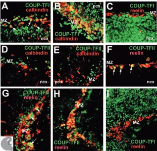Fig. 2. COUP-TFI is expressed in GABAergicinterneurons, while COUP-TFII is expressed inCajal-Retzius cells