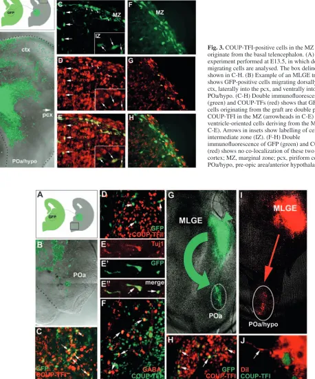 Fig. 3. COUP-TFI-positive cells in the MZ of the cortexoriginate from the basal telencephalon