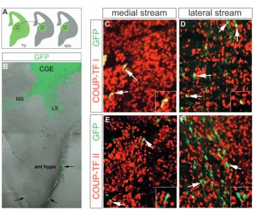 Fig. 5. Cells originating from the caudalganglionic eminence can migrateventrally. (A) Summary of the type ofgraft and the results obtained after 60hours of incubation