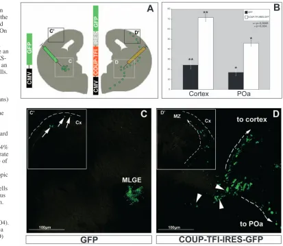 Fig. 6. COUP-TFI modulatesdorsal and ventral migration in