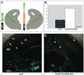 Fig. 7. COUP-TFII regulates migration intoand the COUP-TFII-GFP/GFPcolumn) in the cortex of all of the injectedslices