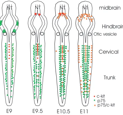 Fig. 7. Non-melanogenic Kit+ cells in the headare not derived from Kit+ dorsal midline NT