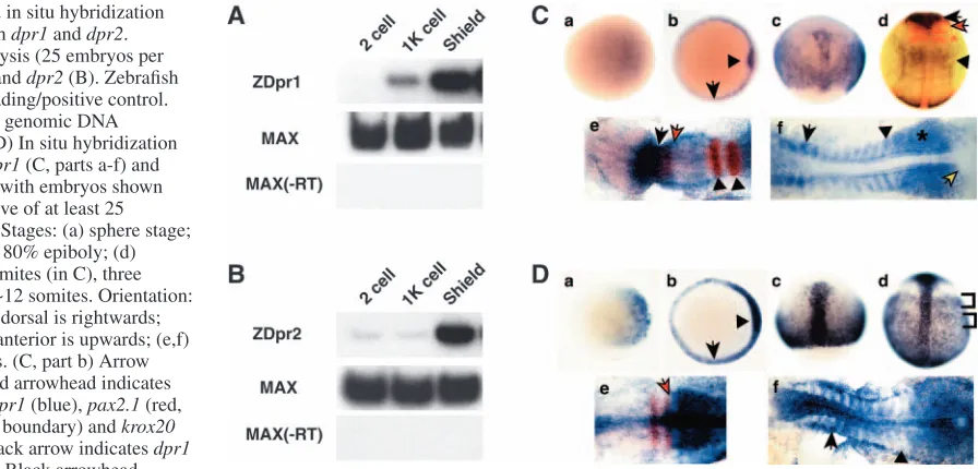 Fig. 2. RT-PCR and in situ hybridizationanalysis of zebraﬁsh  and .