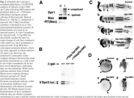 Fig. 3. Zebraﬁsh dpr1 and dpr2morphant phenotypes. (A) RT-PCR