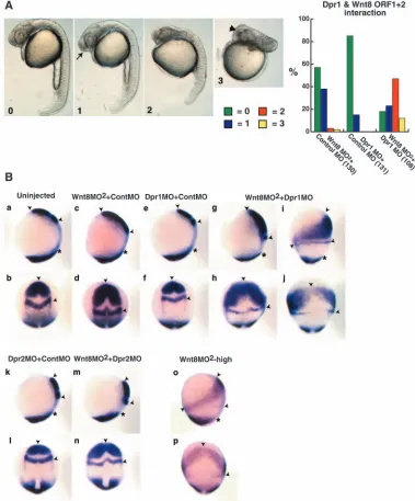 Fig. 4. Dpr1 is an enhancer ofwnt8at the one- to two-somite stage.In situ markers used were (telencephalon), (midbrain/hindbrain boundary)and mesoderm)