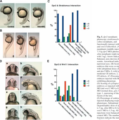 Fig. 5. dpr2 morphantsphenocopy 