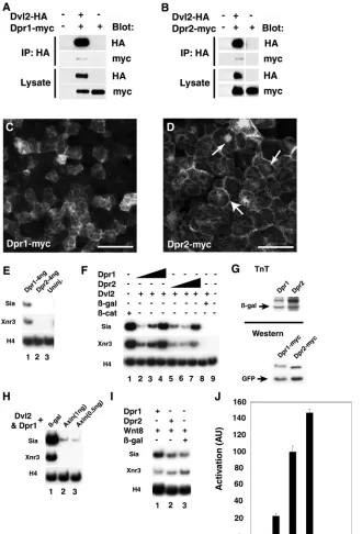 Fig. 6G). This synergistic activation ofWnt/β-catenin target genes by Dpr1 andDvl2 was blocked by co-expression with