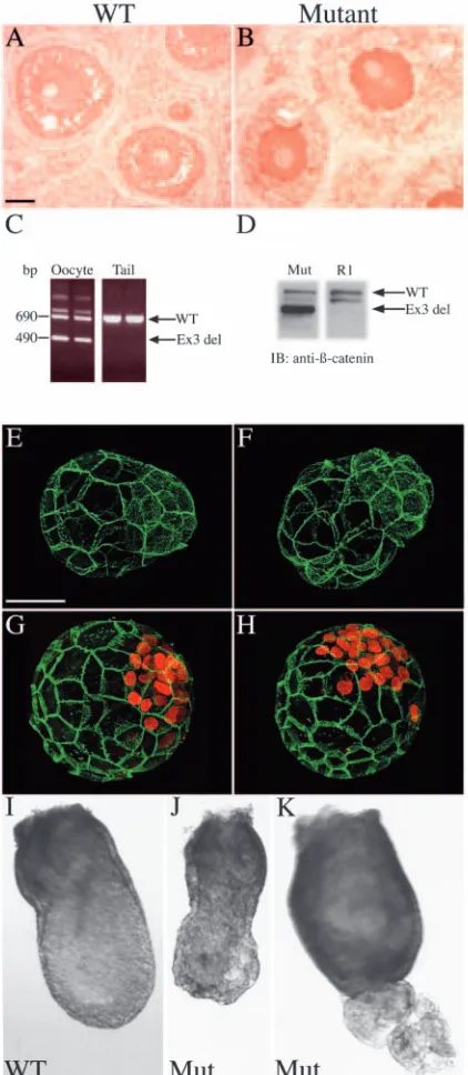 Fig. 1.βcells. (E-H) Immunoﬂuorescent detection of (E), and mutant (F) blastocysts, and simultaneous detection for E-cadherin (green) and Oct4 (red) (G, wild type; H, mutant) revealedno differences between these embryos