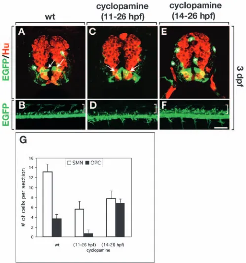 Fig. 8. Modulation of Hh signaling can promote OPC speciﬁcation atthe expense of secondary motoneurons