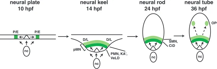 Fig. 9. Summary of Hh signaling and ventral spinal cord patterning in zebraﬁsh. Arrows represent Hh ligands expressed by notochord (nc) andﬂoor plate (triangle)