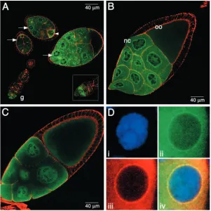 Fig. 3C with 3B). As the oocyte volume changeslittle between stages 12 and 13, this decreaseis probably due to protein degradation