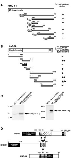 Fig. 1. VAB-8 and UNC-51 interactions. (A) Yeast two-hybridinteractions between full-length VAB-8 and various UNC-51fragments