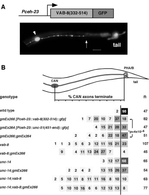Fig. 4. Expression of the binding domains of VAB-8 and UNC-51 inthe CANs disrupted posteriorly directed axon outgrowth