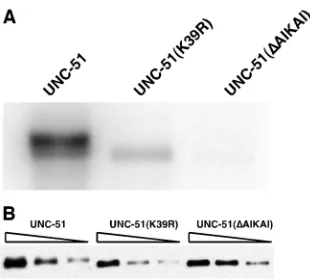 Fig. 5. Overexpression of vab-8L partially suppressed the CANposterior axon outgrowth defect of unc-51 mutants