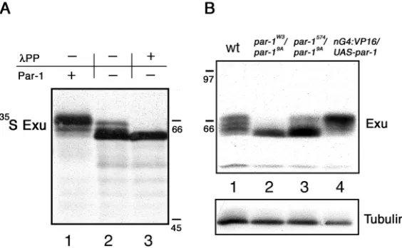 Fig. 1. Par-1 phosphorylates Exu in vitro and in vivo. (A) In vitro translatedpar-1and 35S radiolabelled Exu protein subjected to SDS-PAGE andautoradiography