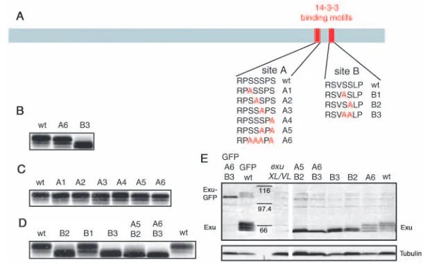 Fig. 4. Mapping and mutation of Exu phosphorylationsites. (A) Position of the two potential 14-3-3 binding