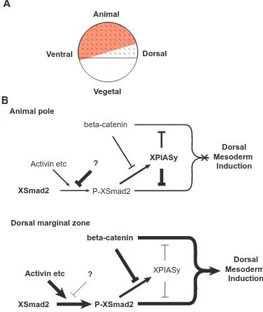 Fig. 6. A possible model of XPIASy activity in mesoderm induction.model for the role XPIASy on inhibition of mesoderm induction atthe animal pole (top)