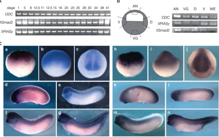 Fig. 2. Expression patterns of XPIASy andXSmad2 during Xenopus development.(A) Semi-quantitative RT-PCR analysis ofXPIASy and XSmad2 expression wasperformed using whole embryos atdifferent stages
