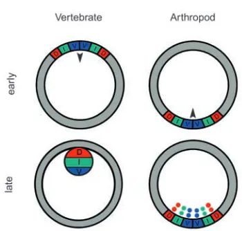Fig. 1. Schematized morphogenesis of vertebrate and arthropodhomologs (Gsh) are expressed in a subset of intermediate domaincells, they are expressed early only in anterior CNS and much later inspinal cord (Deschet et al., 1998; Cheesman and Eisen, 2004;ex