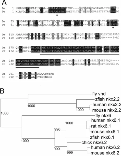 Fig. 3. nkx6.1 is expressed in zebraﬁsh ventral spinal cord.(A) Expression is initiated in the embryonic shield at 50% epiboly,approximately 5 hpf (animal pole view, optical section of embryowithout yolk)