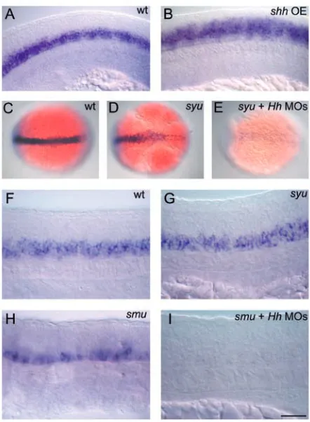 Fig. 6. Hh signaling induces zebraﬁsh nkx6.1 expression. (A) 18 hpfwild-type expression of nkx6.1