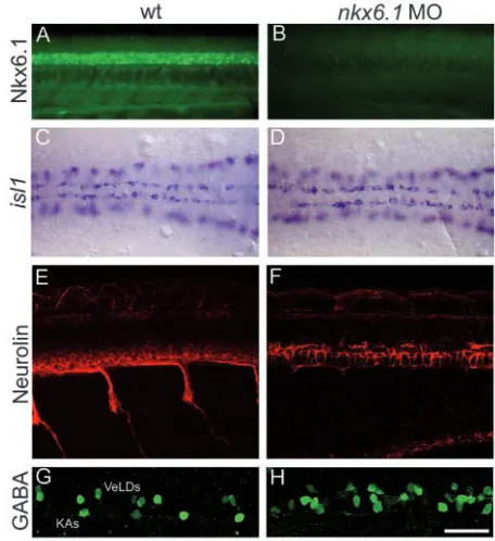 Fig. 8. Nkx6.1 is required for zebraﬁsh secondary motoneuroncord at 24 hpf. (C) Wild-type and (D) MO-injected 12 hpf embryoshave the same pattern of on each side of PMNs
