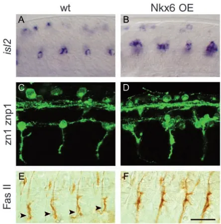 Fig. 9. Nkx6 function is conserved between ﬁsh and ﬂies. (A) isl2-positive CaPs and VaPs in an18 hpf zebraﬁsh embryo