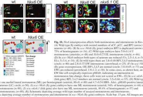 Fig. 10. Nkx6 misexpression affects both motoneurons and interneurons in ﬂies.(A) Wild-type ﬂy embryo with normal numbers of aCC, pCC, and RP2 (arrow)