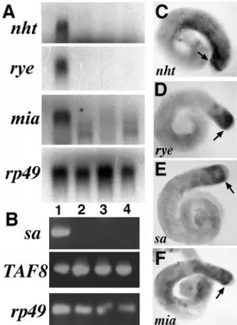 Table 2. Mutations in nht, mia and sa alleles