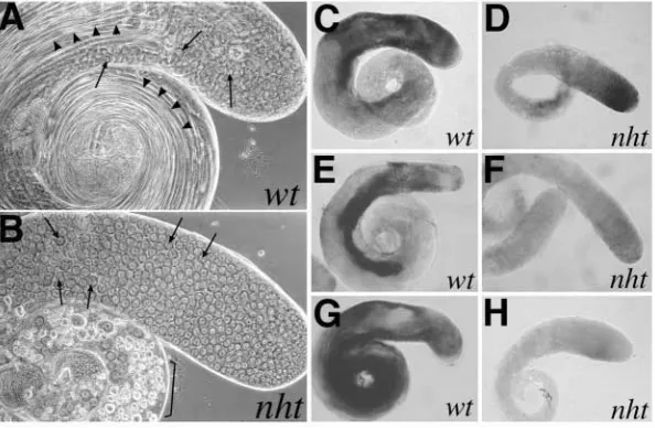 Fig. 2. Loss of function of nht arrests mature primaryspermatocyte differentiation and lowers expressionof spermatid differentiation genes