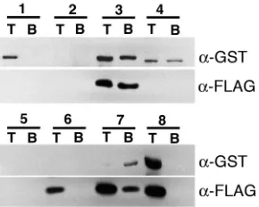 Fig. 4. The but not with their generally expressed binding partner homologsTAF12 and TAF4 in a bacterial co-expression and GST pulldownassay