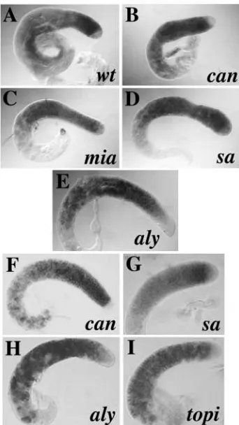 Table 4. Testis TAFs are transcribed independently of eachother and of aly class genes
