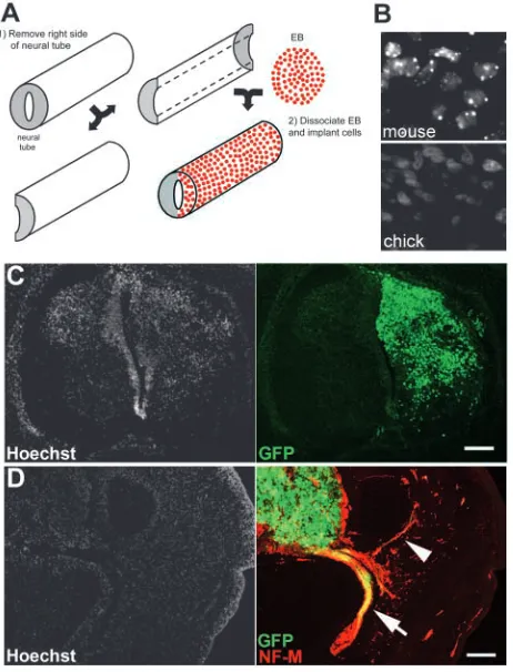 Fig. 2. Progenitors from RA-treated EBs integrate in the chick neuraldescribed in A. (C) Donor cells survive in large numbers anddifferentiate into GFP+ neurons throughout the operated side of thespinal cord