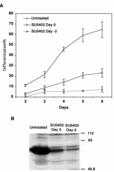 Fig. 1. FGF signalling is required for early EB differentiation.SU5402 on visceral endoderm differentiation