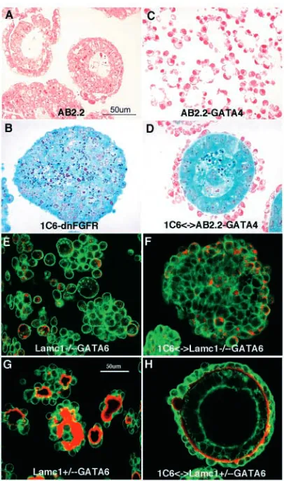 Fig. 4. Genetic evidence for the role of laminin 1 in the cell-to-expression. (F) Co-cultivation of (E-H) Whole-mount confocal microscopy: green, phalloidin (amarker for F-actin); red, laminin mutant, in contrast to the heterozygote (E-H), does not accumul