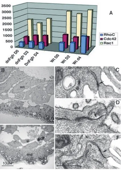 Fig. 7. RhoC and ROCK are involved in epiblast differentiation.(A) Results of DNA microarray analysis reveals that Rac1 and Cdc42are expressed throughout EB differentiation and may not bedependent on FGF signalling
